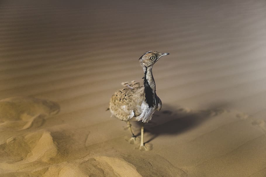 hen on sand, animal themes, bird, animals in the wild, one animal HD wallpaper