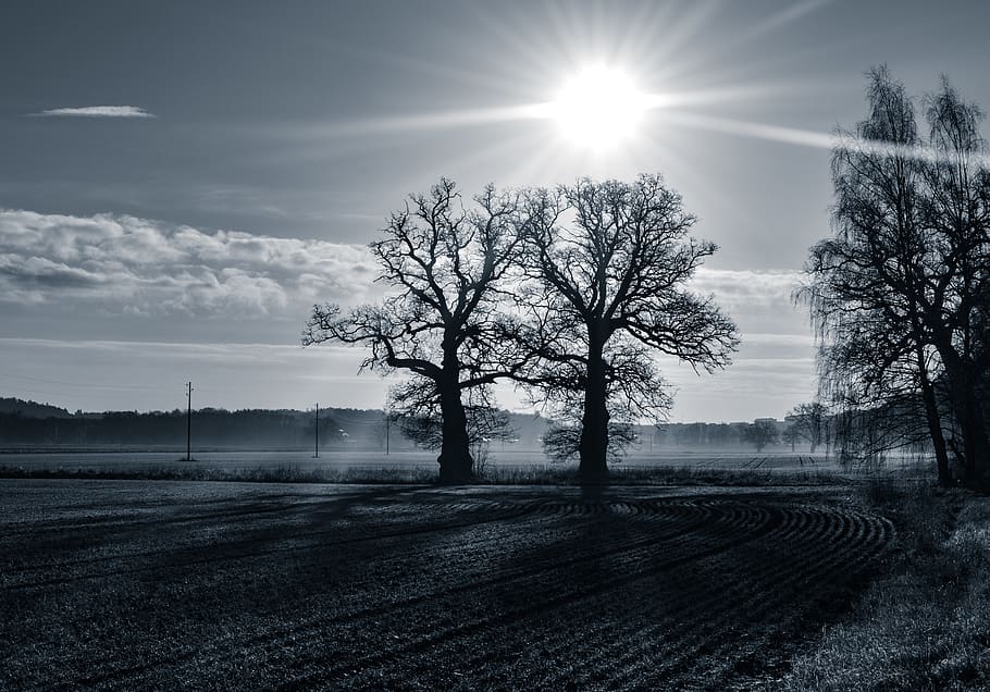 sweden, mist, dark, sunshine, monochrome, oak, trees, field HD wallpaper