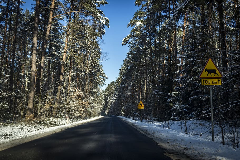 Gray Concrete Road Between Trees, daylight, empty, environment HD wallpaper