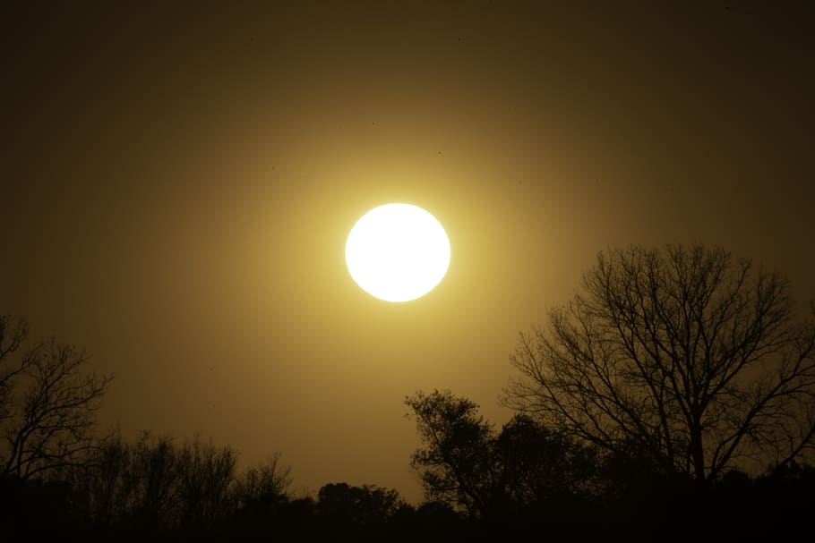 sun, sky, afternoon, light, trees, nature, outdoors, yellow HD wallpaper