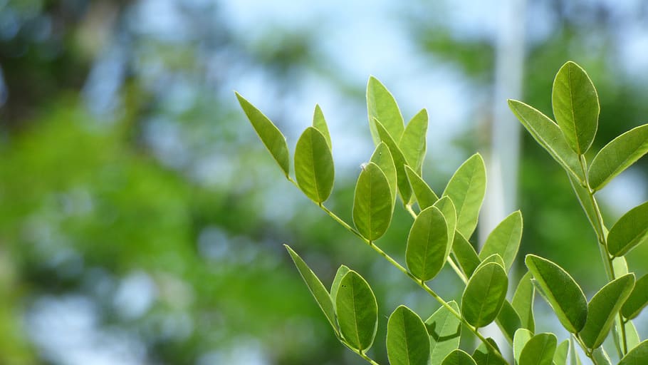 leaf, sky, plant, nature, natural, day, green, growth, green color HD wallpaper