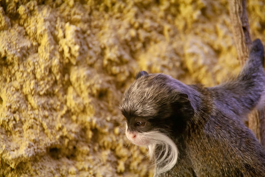 monkey, wild, animal, light, zoo, focus, rar, animal wildlife HD wallpaper