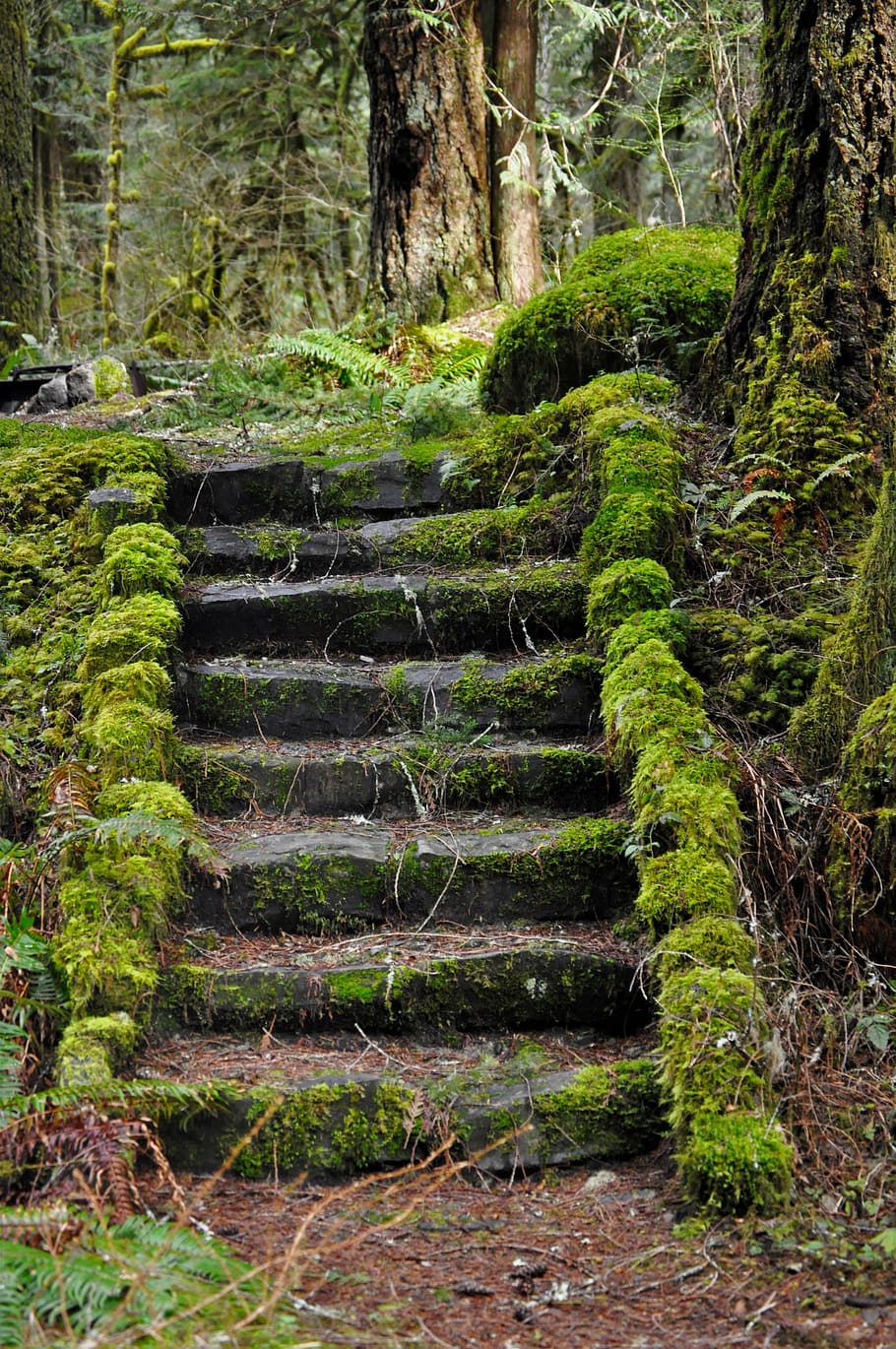 stairs, moss, plant, staircase, forest, land, tree, no people HD wallpaper