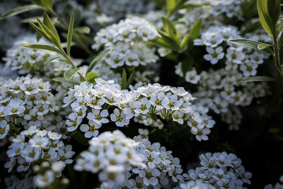 white-petaled flowers, flowering plant, beauty in nature, growth HD wallpaper