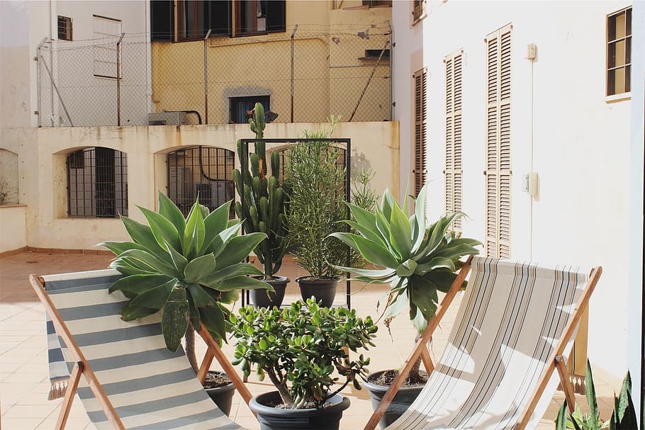 Green Leaf Plants Beside Pool Lounger Chairs, architecture, building HD wallpaper
