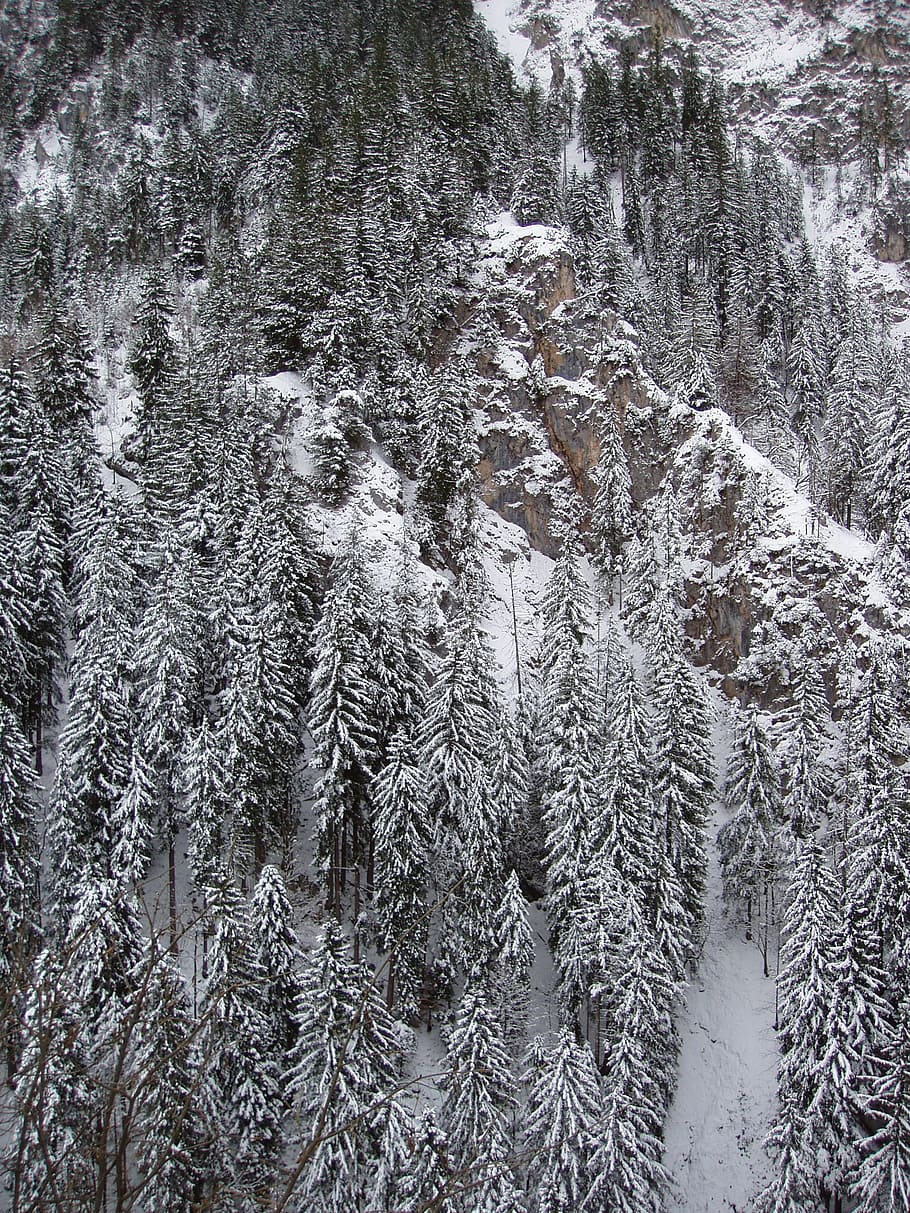 Photography of Conifers Covered with Snow, cold, environment HD wallpaper