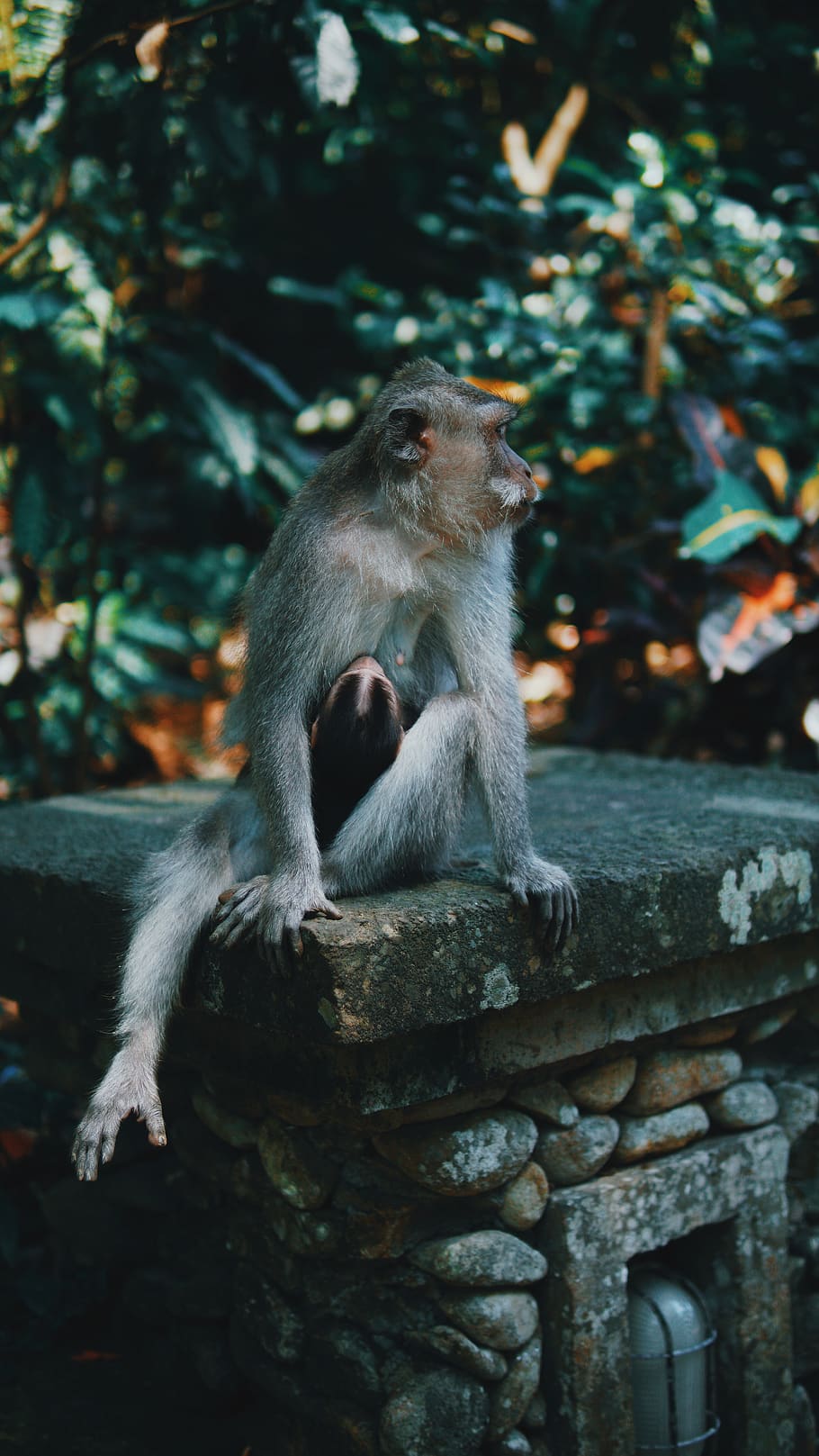 brown monkey sitting on pillar, animal wildlife, mammal, primate HD wallpaper