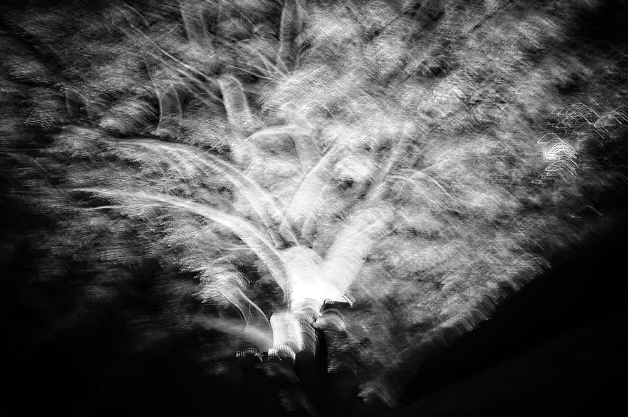 tree, ghostly, forest, black, black and white, photo, photography HD wallpaper