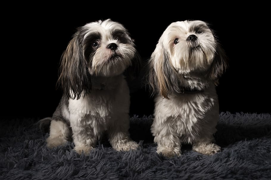 two tan puppies, pets, domestic, canine, domestic animals, animal themes HD wallpaper