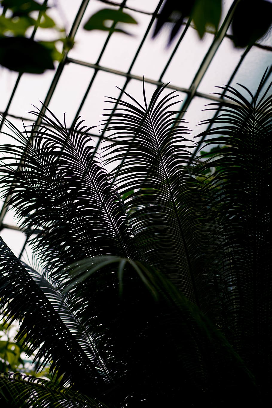 green tree low-angle photography, window, building, architecture HD wallpaper