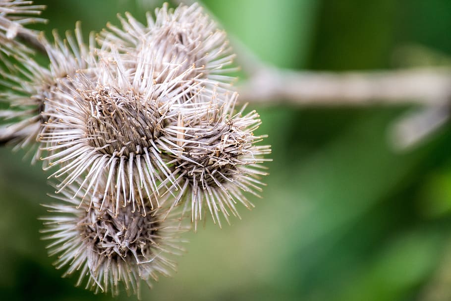 thistle, dry, dehydrated, nature, withers, sun, brown, background HD wallpaper