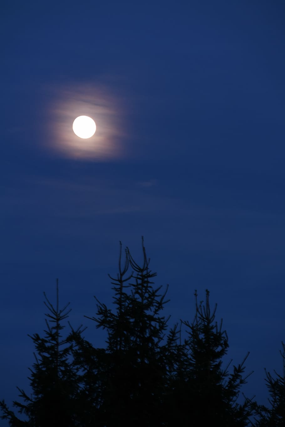 full moon, night, sky, blue, moonlight, mystical, tree, plant HD wallpaper