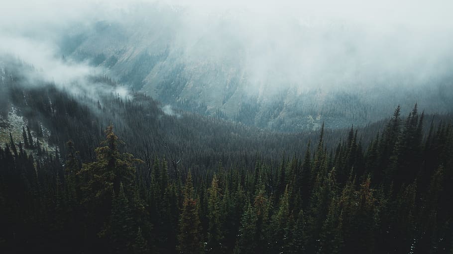 green forest, beauty in nature, tranquility, tranquil scene, tree HD wallpaper