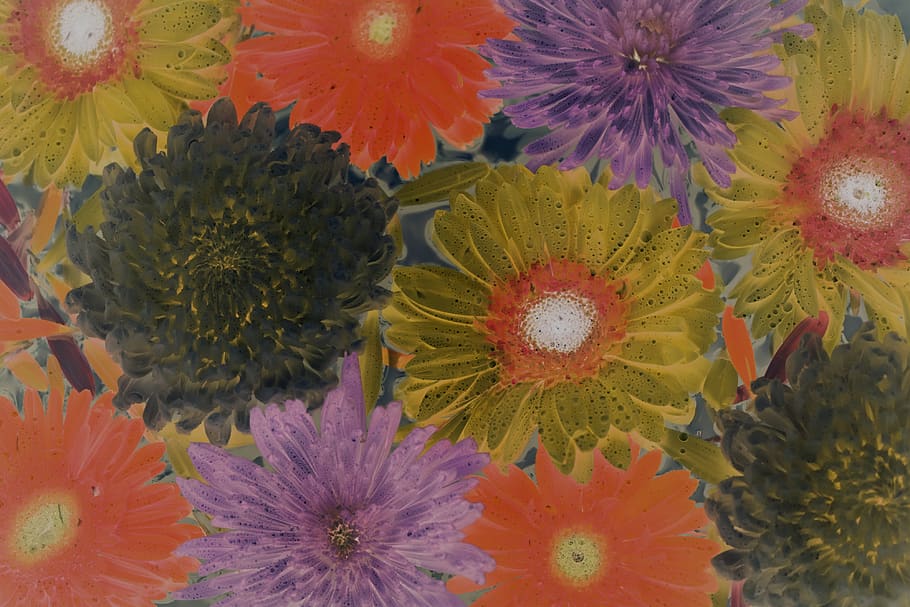 african daisy, attractive, background, beautiful, bloom, blossom HD wallpaper