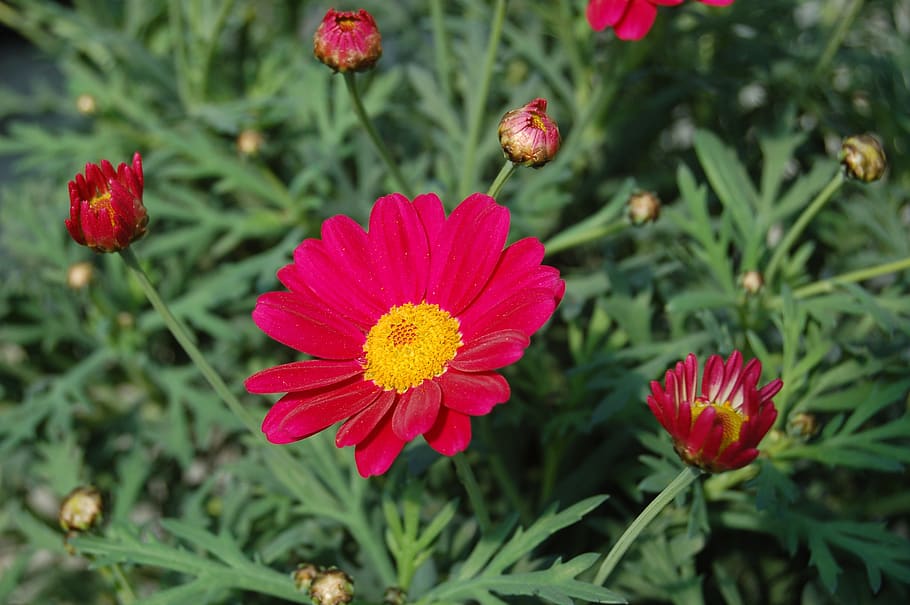 nature, summer, flower, spring, flowers, bloom, petals, flowering plant HD wallpaper