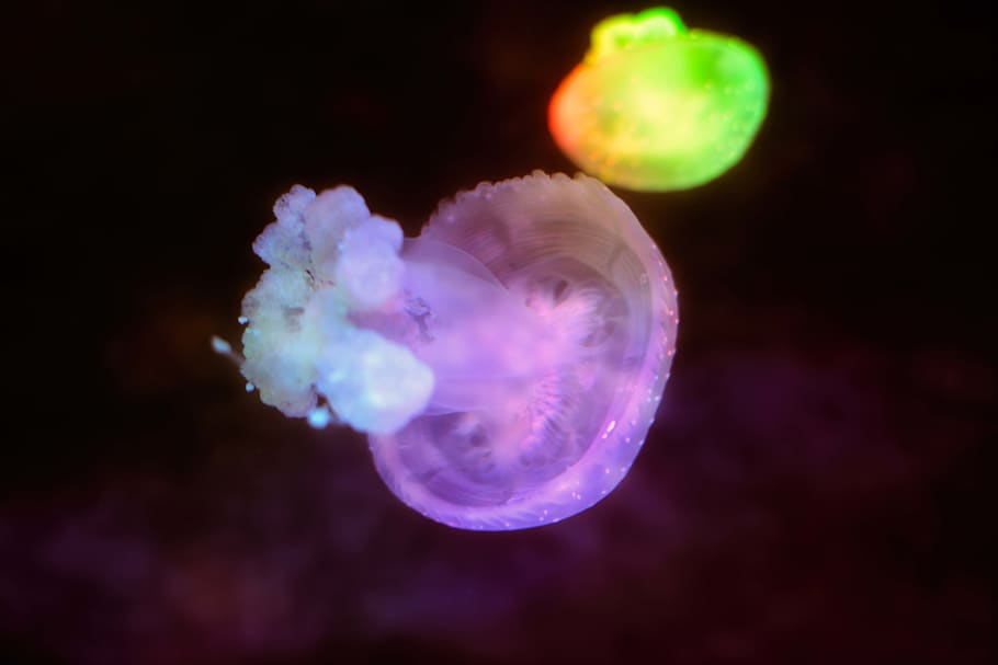 pink jelly fish, animal, jellyfish, invertebrate, sea life, marine HD wallpaper