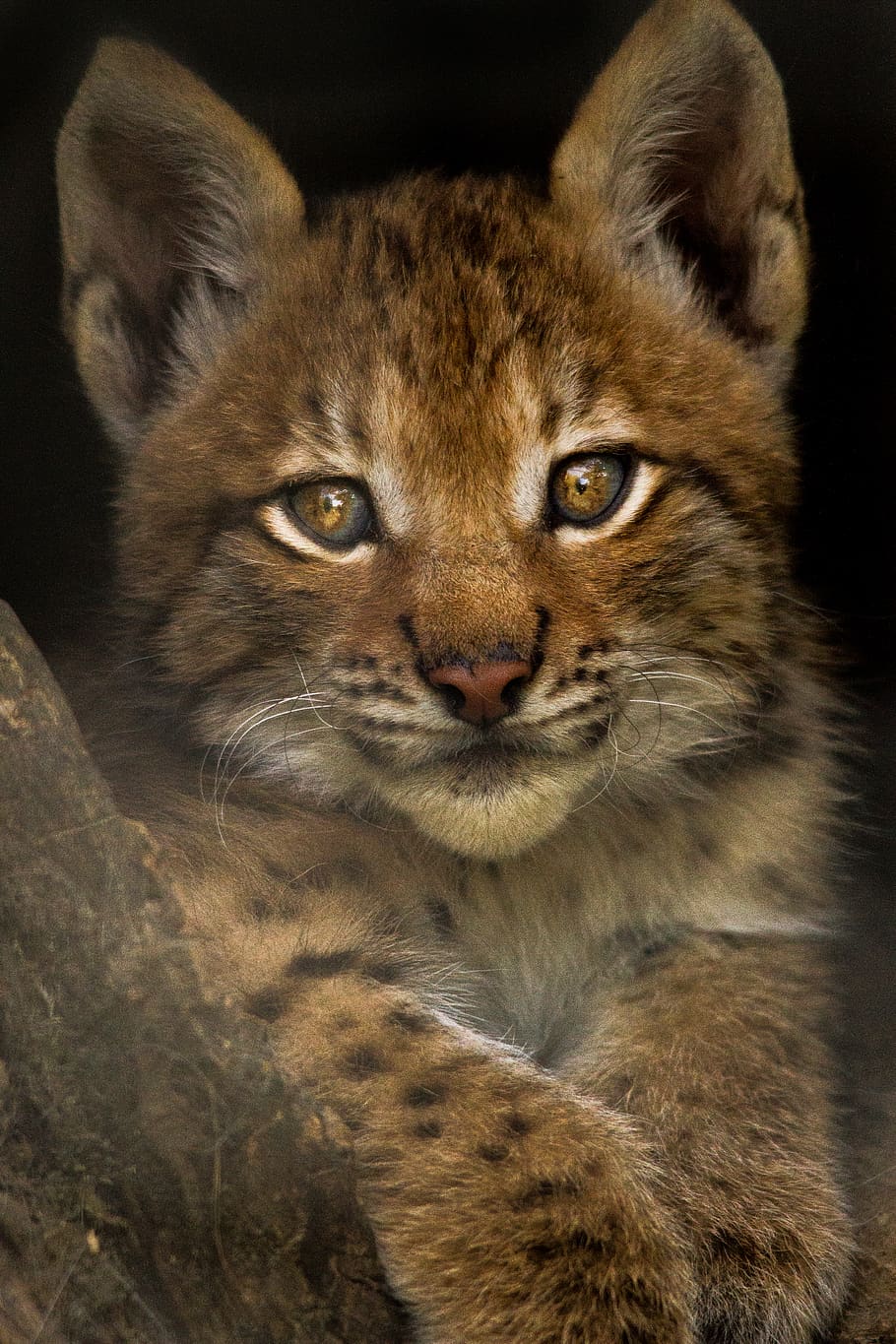 wild cat, portrait, looking at camera, one animal, mammal, close-up HD wallpaper