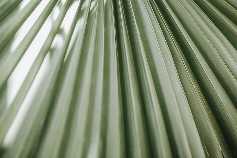 plant, leaf, arecaceae, palm tree, agavaceae, veins, animal HD wallpaper