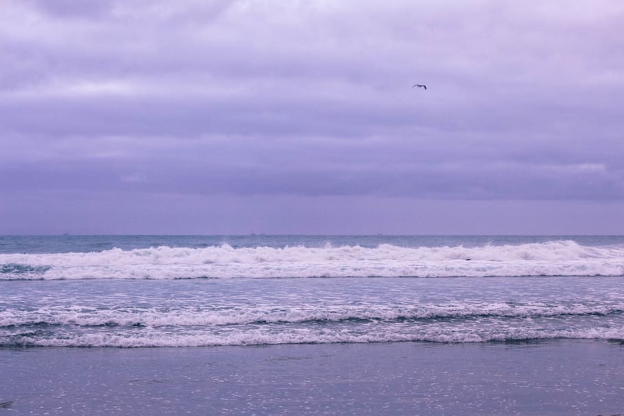 ocean, waves, purple, cloudy, sand, beach, bird, flying, sky HD wallpaper