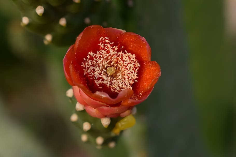 flower, cactus, nature, flora, blossom, red, prickly pear, freshness HD wallpaper