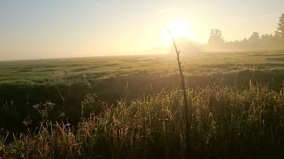 netherlands, sky, tranquility, plant, beauty in nature, tranquil scene HD wallpaper