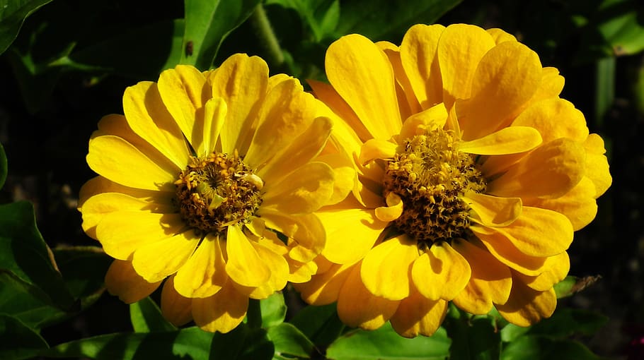 tin, flowers, yellow, summer, nature, garden, closeup, composition HD wallpaper