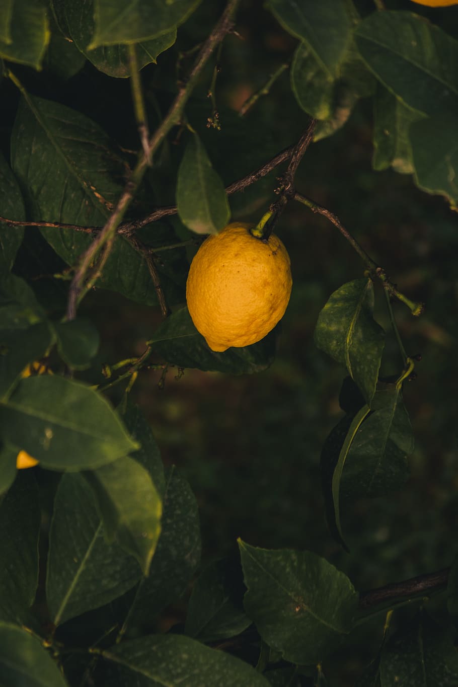 yellow lemon plant, leaf, plant part, healthy eating, fruit, food HD wallpaper