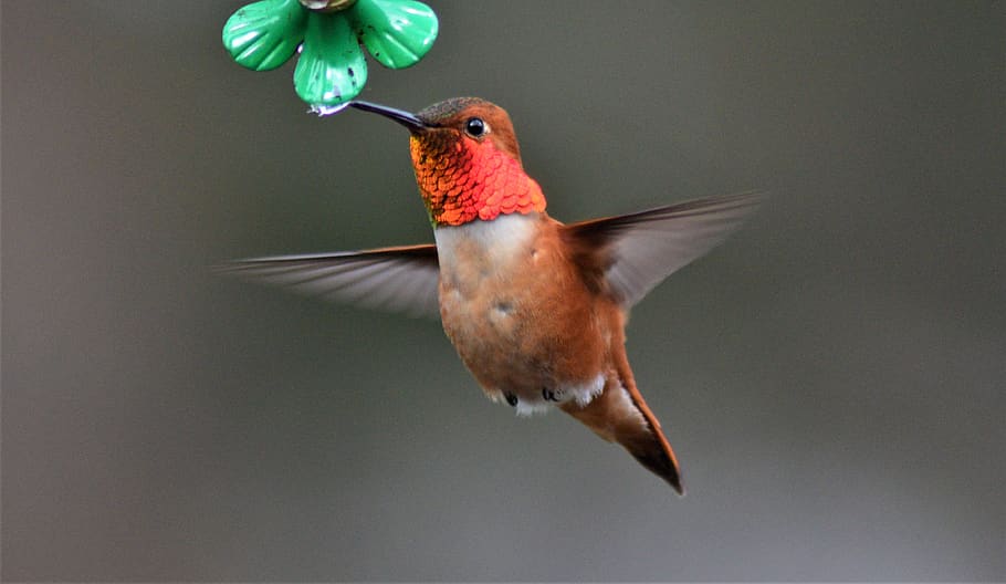 bird, animal, hummingbird, male rufous, united states, anacortes, HD wallpaper