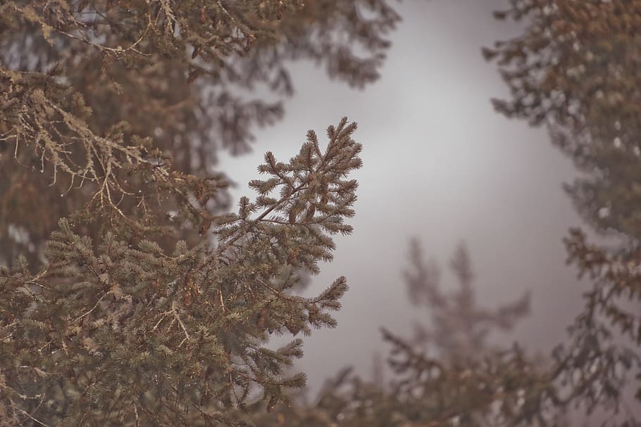 forest, fir, needles, trees, moody, pacificnorthwest, gray HD wallpaper