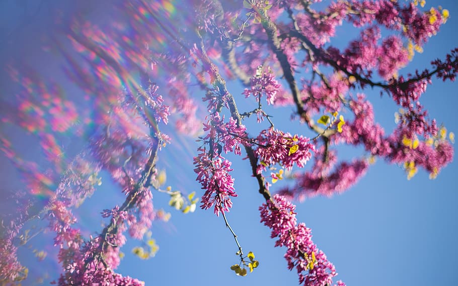 blooming pink cherry blossom tree, low angle view, beauty in nature HD wallpaper