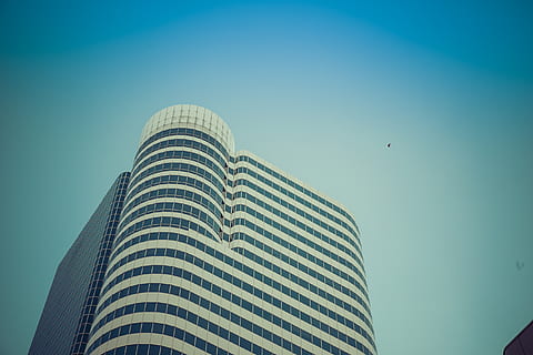 canada, toronto, sky, bird, building, skyscraper, downtown HD wallpaper
