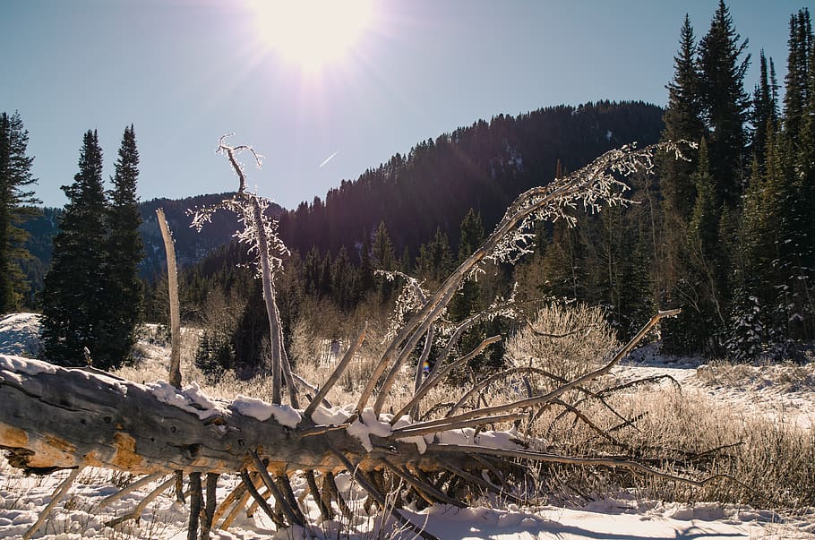 dead, dead tree, forest, mountain, sun, sunlight, daytime, hills HD wallpaper