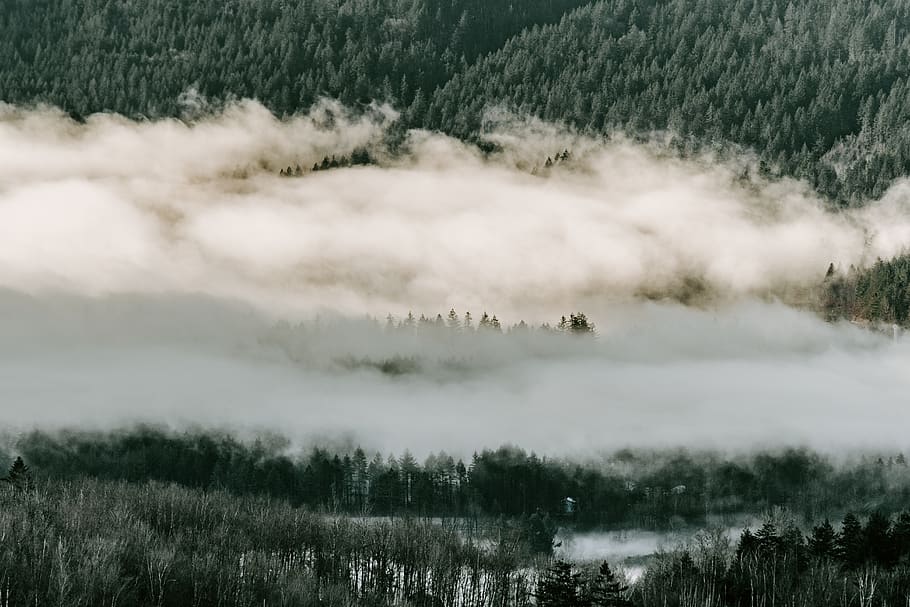 trees and clouds, nature, plant, outdoors, abies, fir, weather HD wallpaper