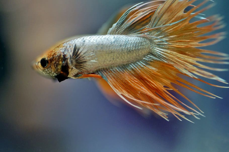 betta, warrior, aquarium, fishy, tropical, exotic, asian, male HD wallpaper