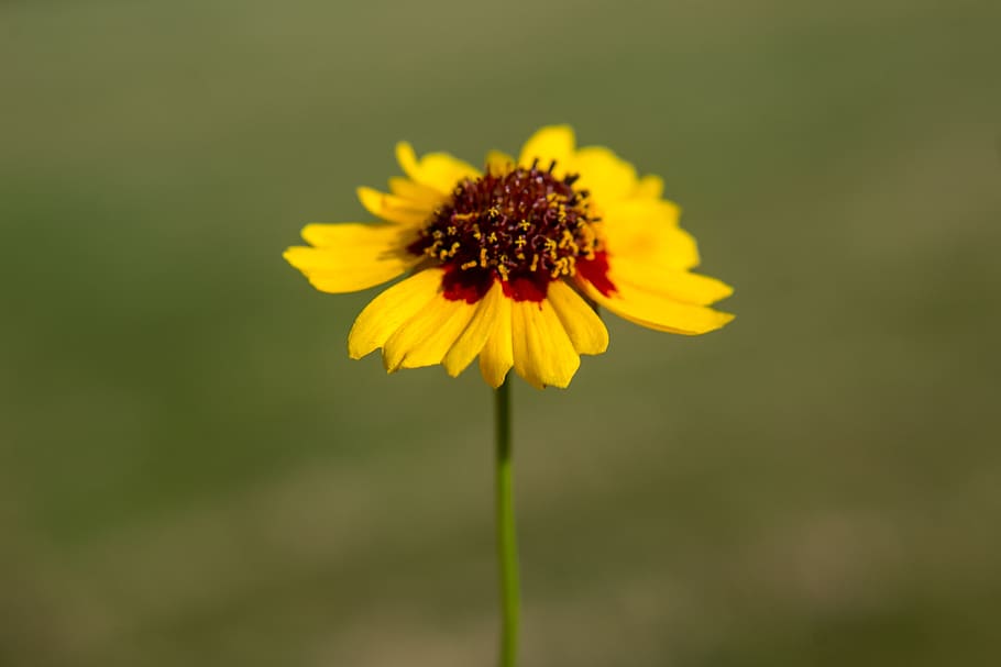 coreopsis, yellow, red, flower, floral, botanical, macro, nature HD wallpaper