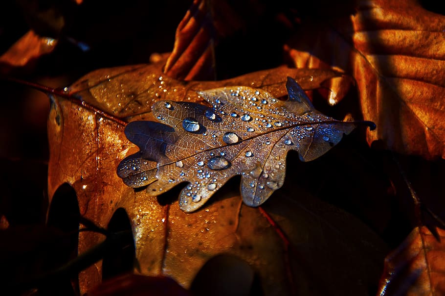 autumn, leaf, forest, rosa, close-up, plant part, nature, no people HD wallpaper