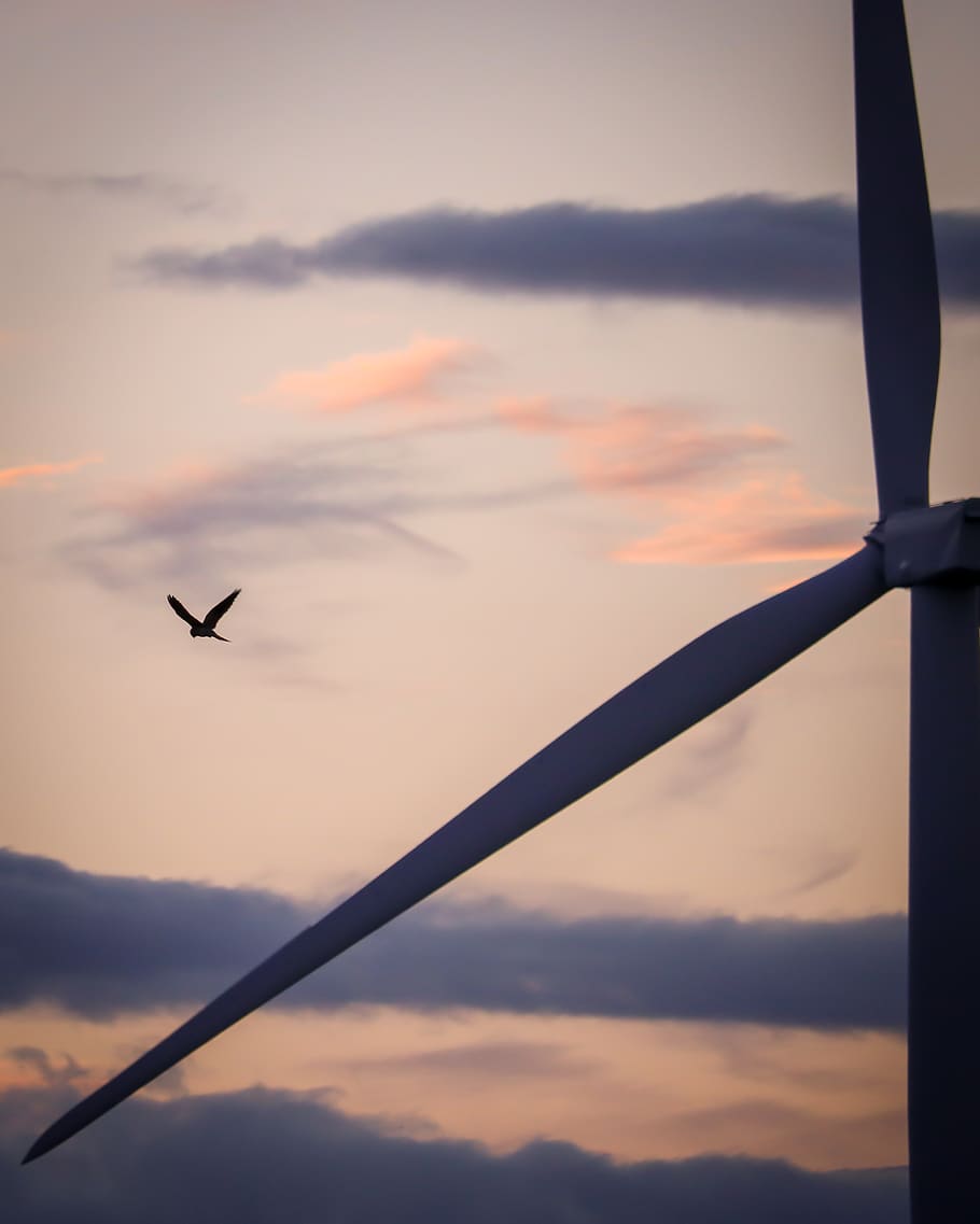 united kingdom, grimethorpe, sky, sunset, cloud - sky, flying HD wallpaper