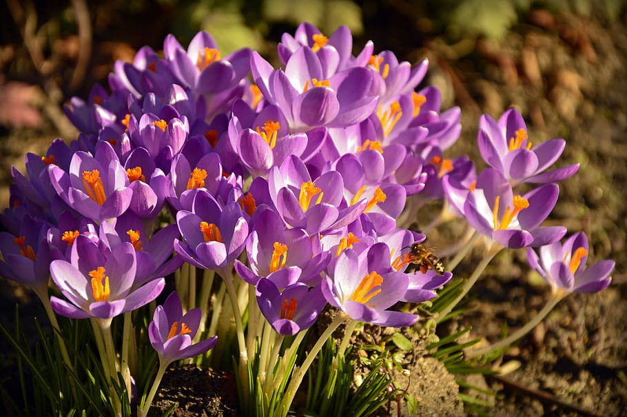 crocus, early bloomer, flowers, violet, spring, frühlingsanfang HD wallpaper