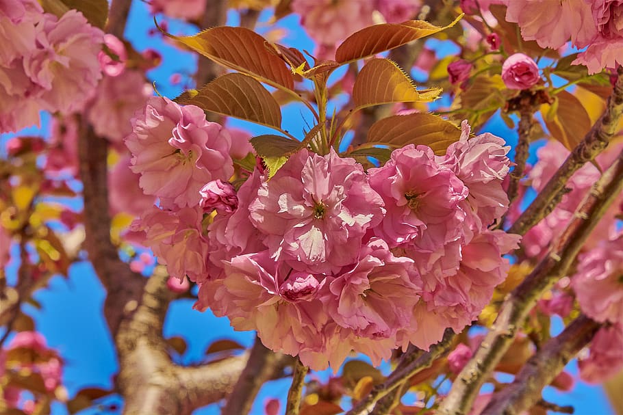 flower, cherry, tree, branch, flowering, plant, outbreak, colorful HD wallpaper