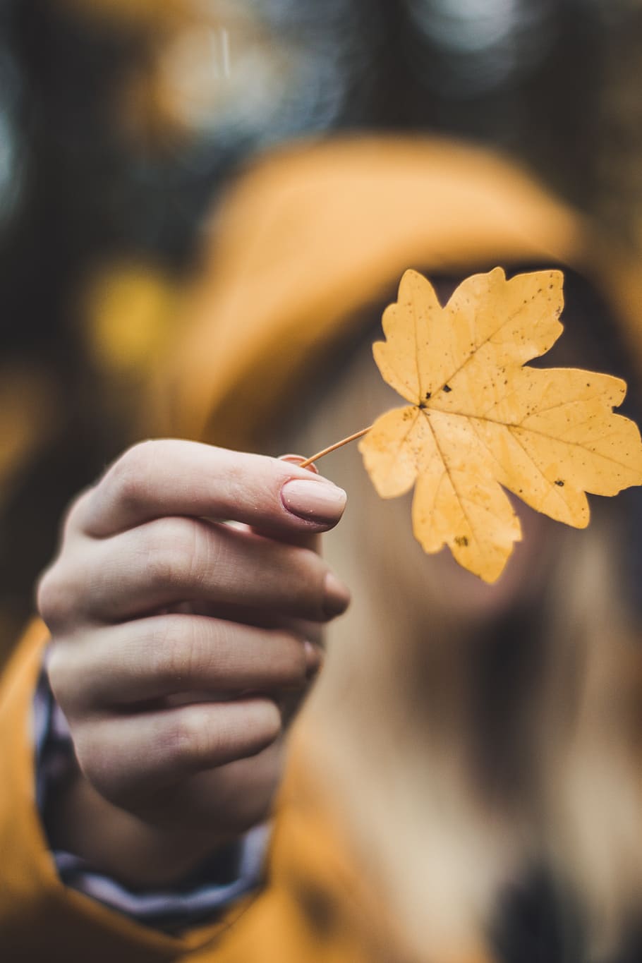 person holding leaf, plant, deutschland, tree, maple leaf, finger HD wallpaper