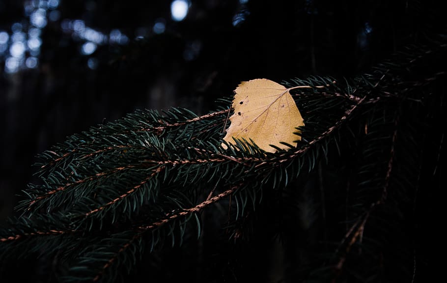 nature, leaf, pine, yellow, green, spikes, branch, dark, forest HD wallpaper