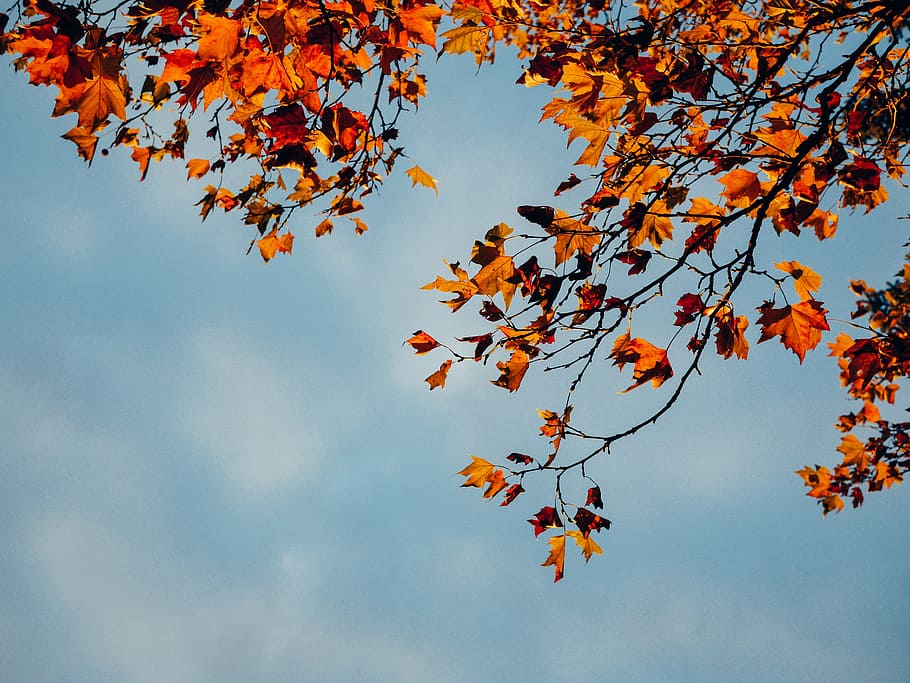 red, leaves, branch, trees, fall, autumn, blue, sky, sunshine HD wallpaper