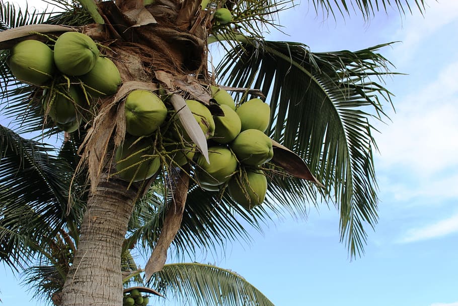 Bunch of coconuts growing on a palm tree against a blue sky, isolated