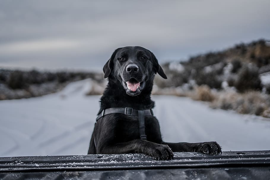 short-coated black dog selective photography, animal, canine