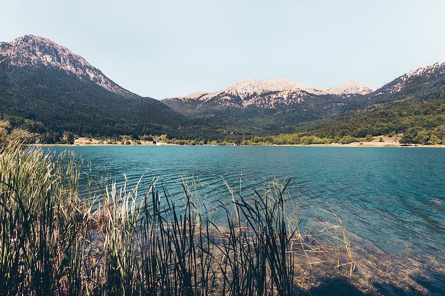 trees, lake, forest, nature, landscape, outdoors, wilderness HD wallpaper