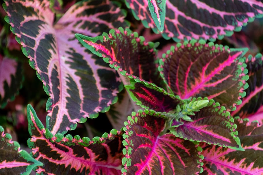 coleus plant, purple, nature, ocean, water, sea, outdoors, blossom HD wallpaper