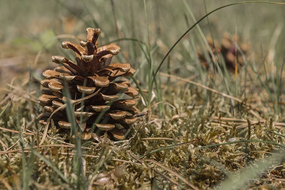 forest floor, tap, nature, moss, pine cones, close up, macro HD wallpaper