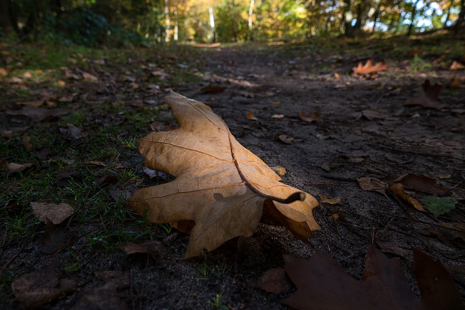 ermelo, nederland, forest, pathway, closeup, light, leica, d-lux (type 109) HD wallpaper