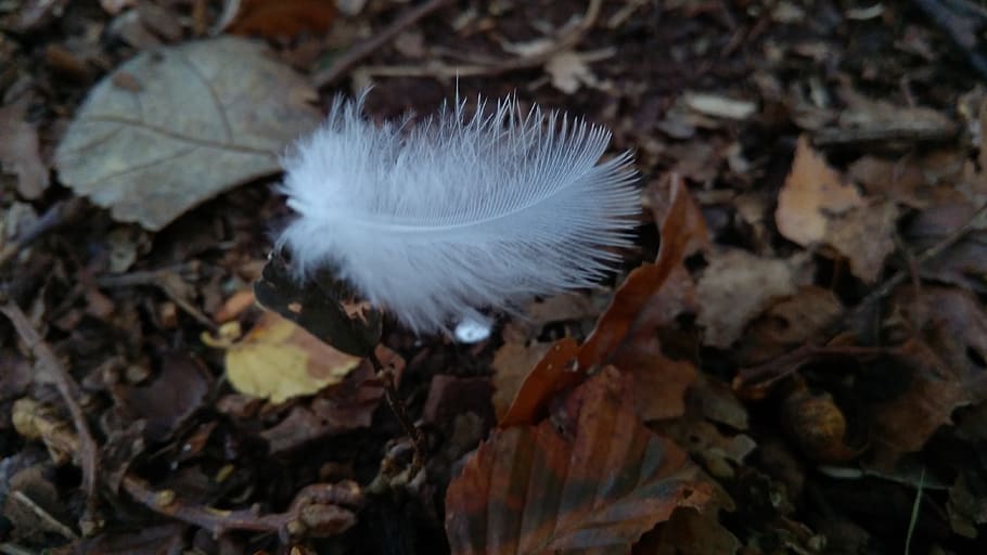 nature, vulnerability, close-up, feather, fragility, no people HD wallpaper