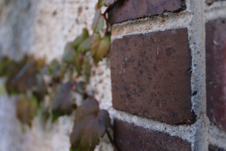 building, nature, wall, close-up, wall - building feature, rusty HD wallpaper